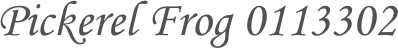 Pickerel Frog 0113302